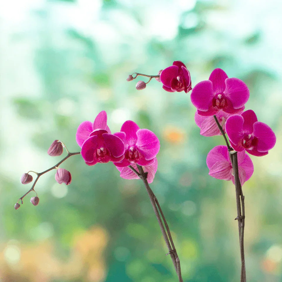 Dendrobium Magenta - Dos tallos-