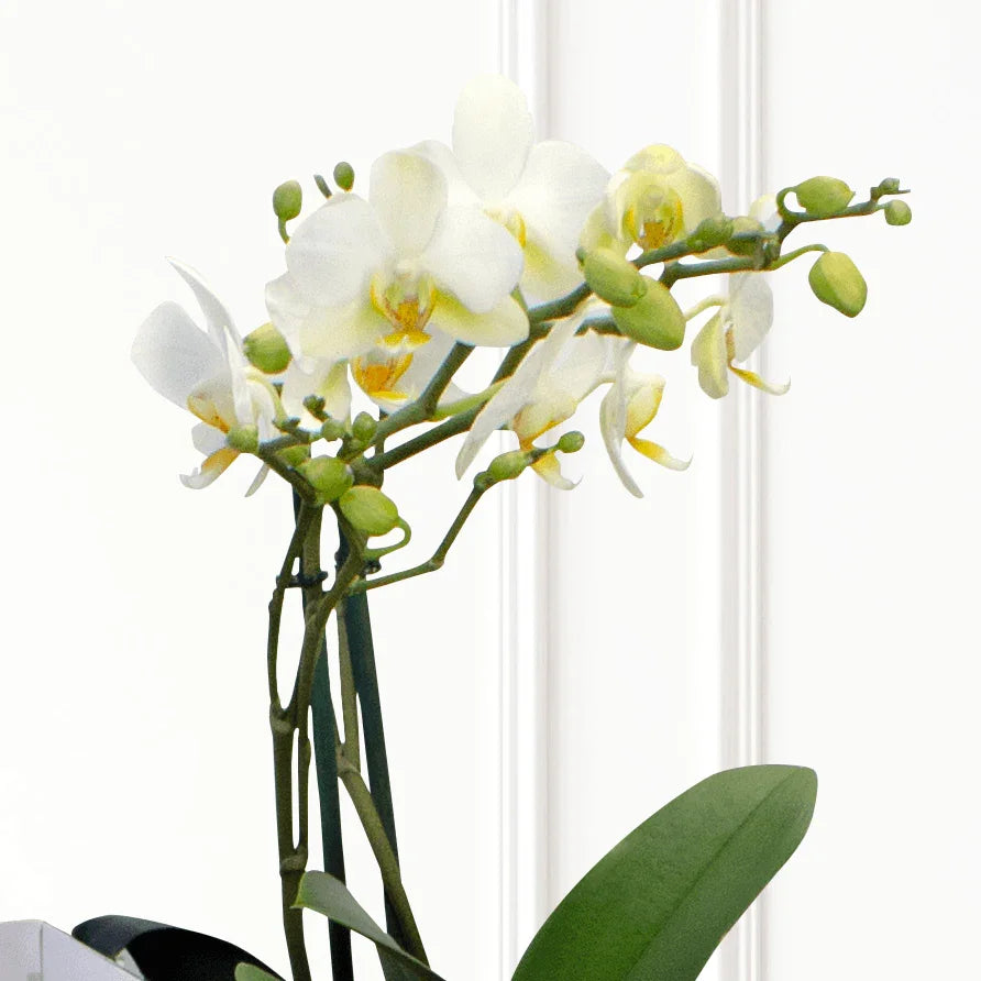 White Orchid - Phalaenopsis Mini - 2 stems-