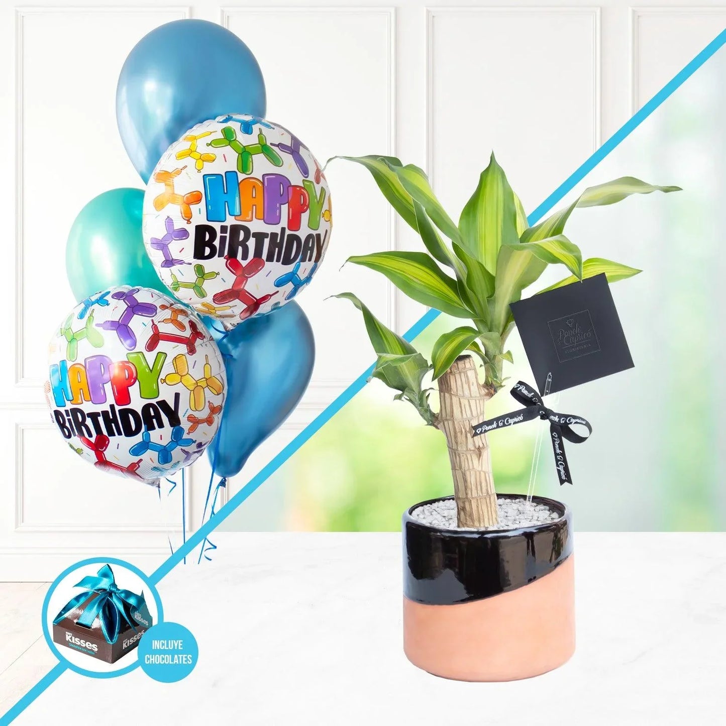 Brasilien-Holzpflanze + Ballonstrauß -SET032-