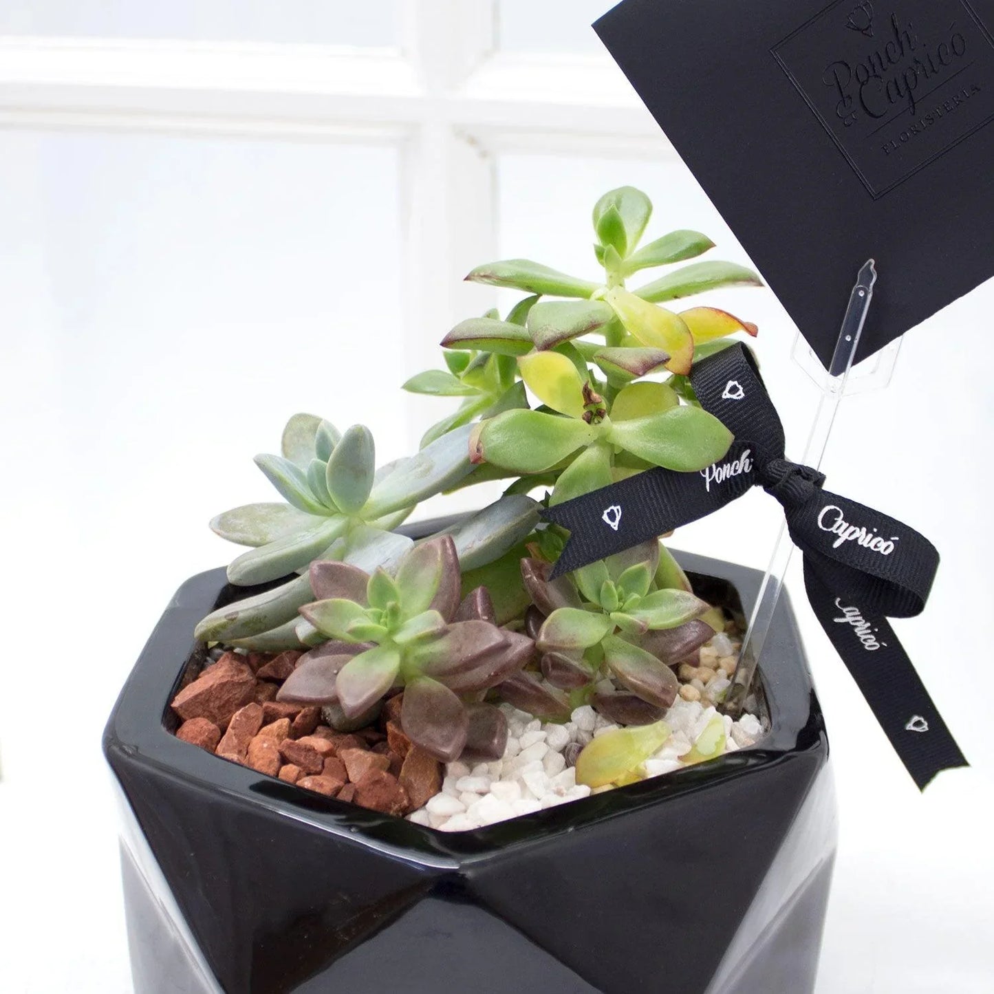 Mini jardín de suculentas -Hexágono-.