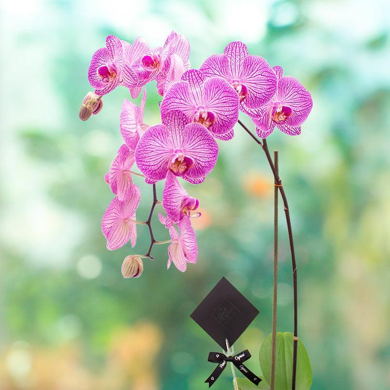 Dendrobium Magenta Rayado - 1 tallo-.