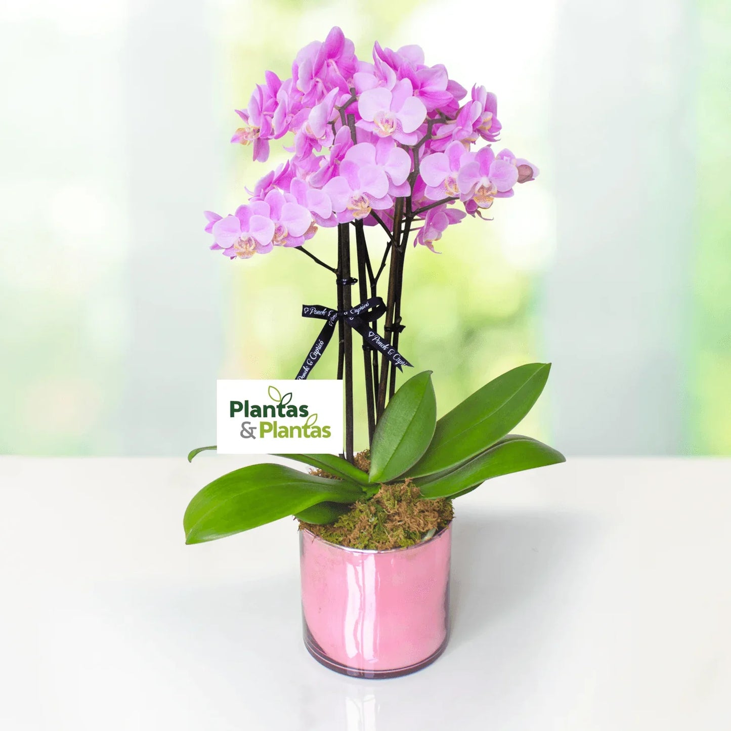 多花兰花 - 迷你蝴蝶兰 - 3 茎 -