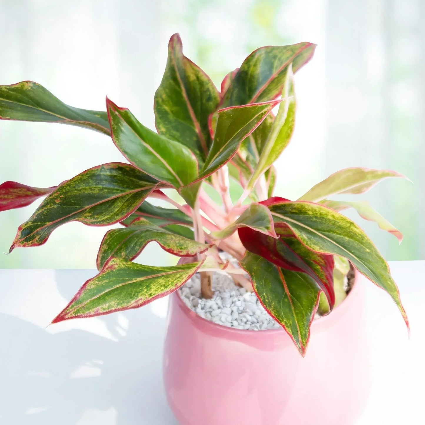 Aglomena Rosa en Maceta - PYP013