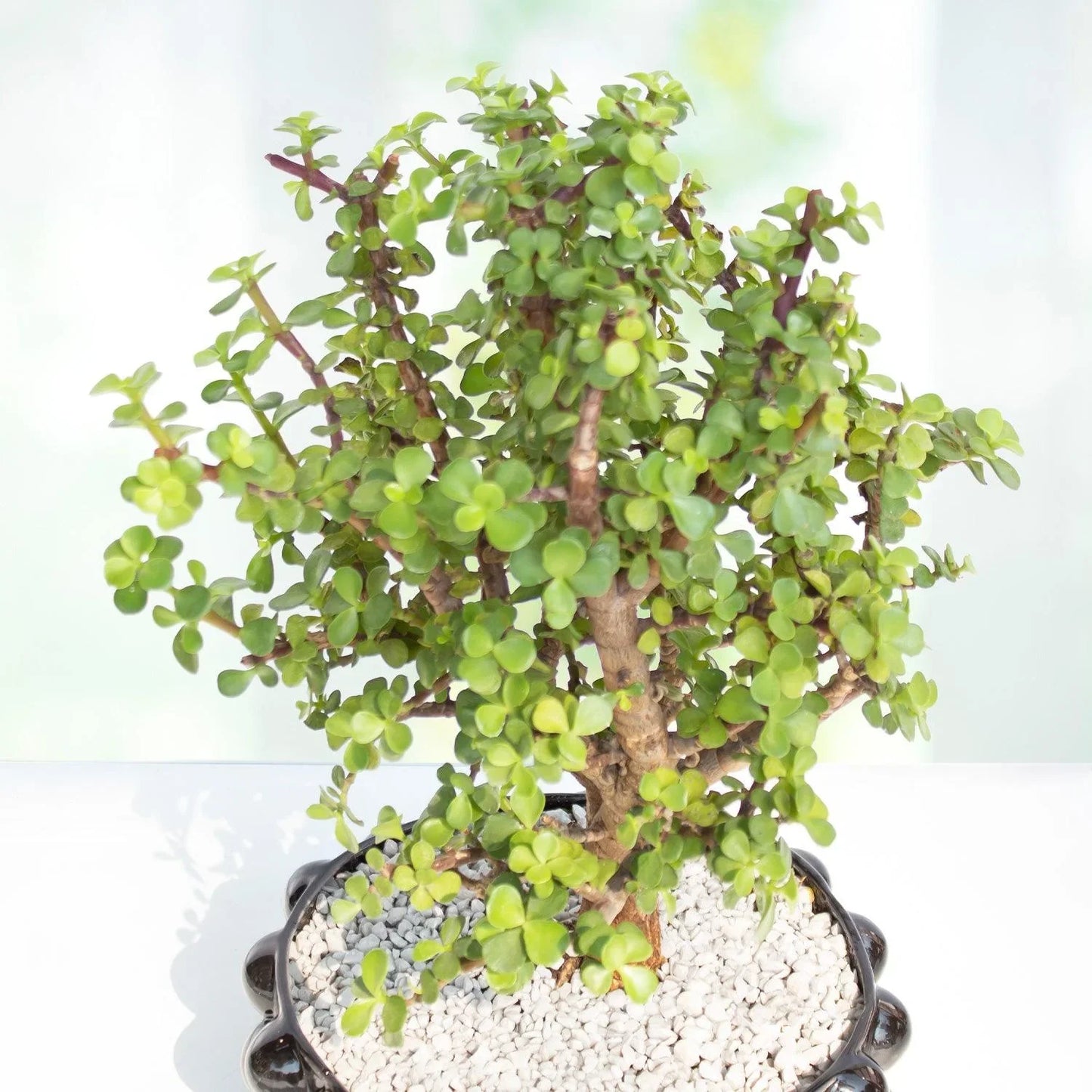 Tree of abundance in pot - pyp009