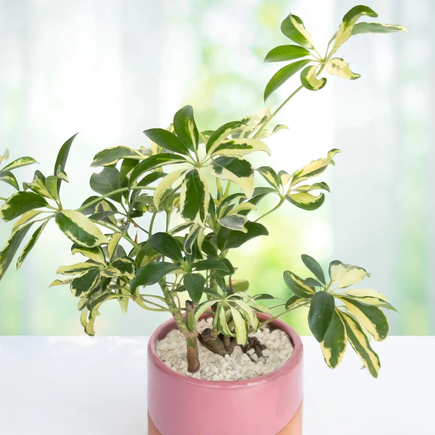 Trinet arborícola in Pot - PYP004