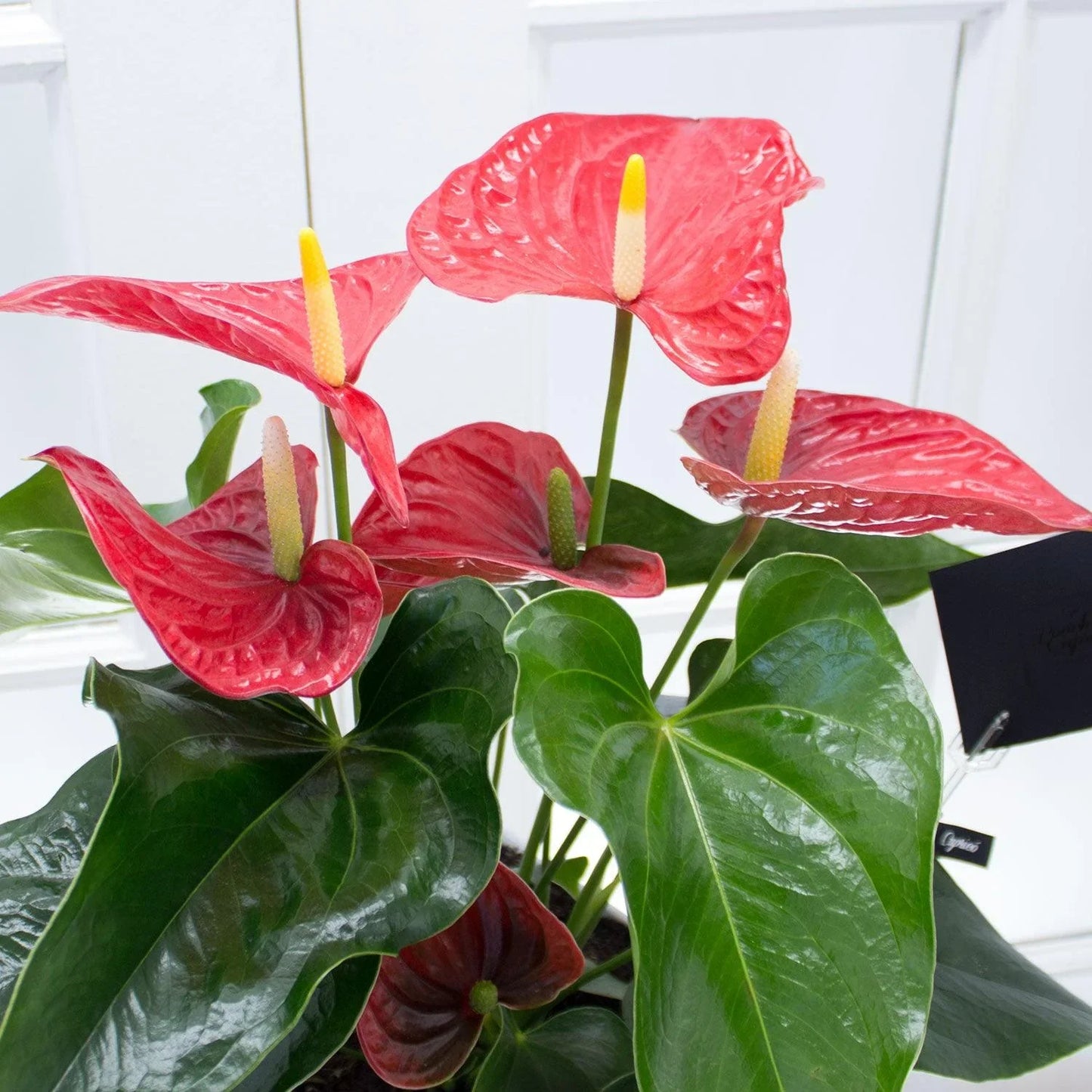 Anturios Michigan -Planta-.