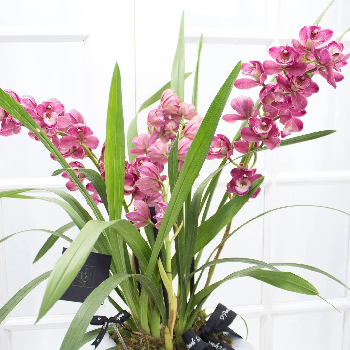 Cymbidium Orquídea -Magenta-.