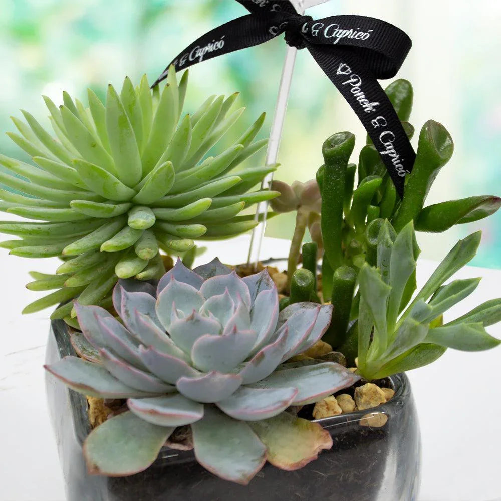 Mini -Garten der Sukkulenten -vidrio-