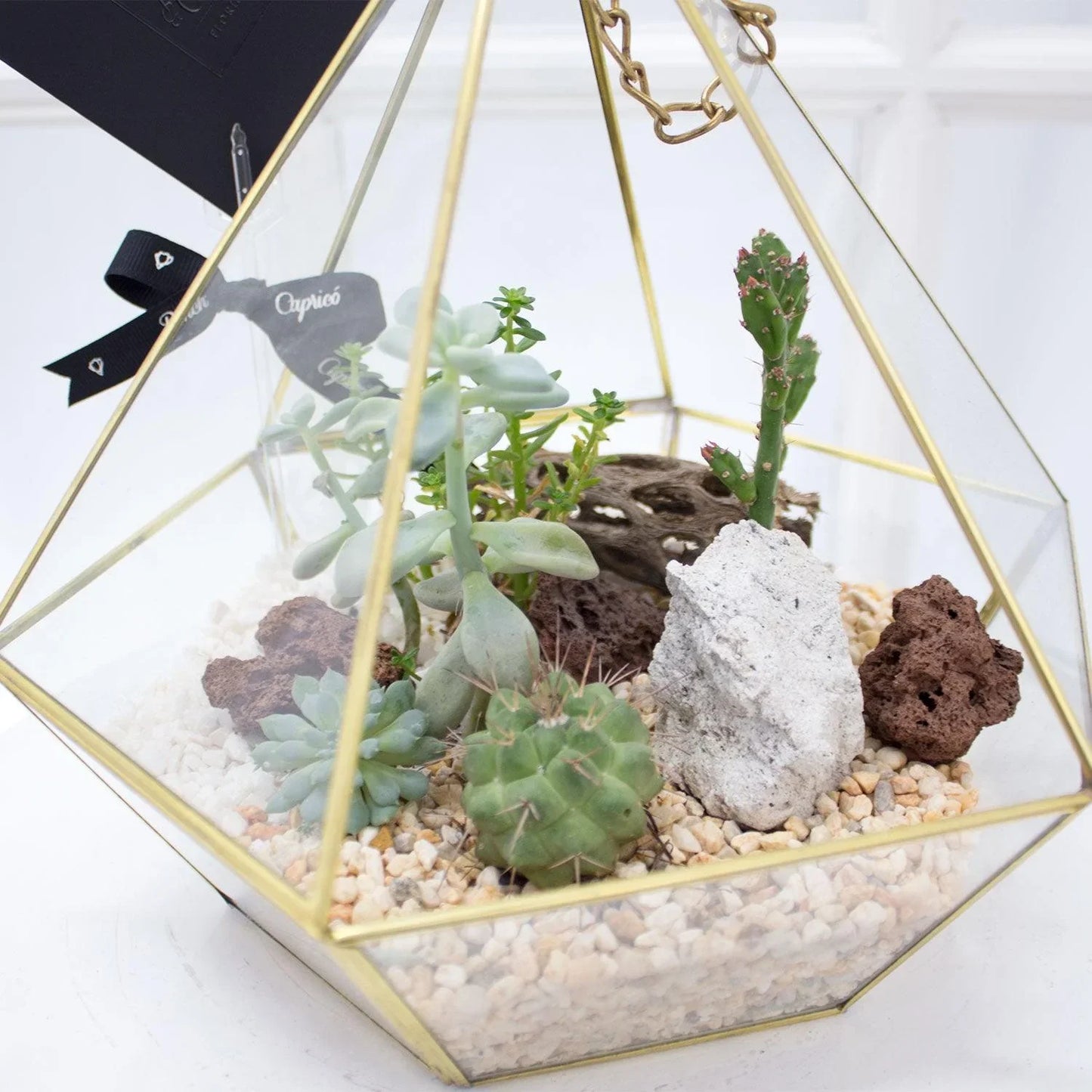 Mini jardin de Cactus y Suculentas -Pirámide Diamante-.