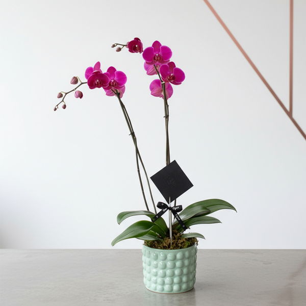 Orquídeas en Maceta | Precio de Orquídeas | Colección Vida