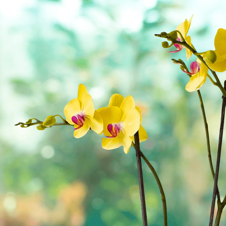 Dendrobium Amarillo - 2 tallos-