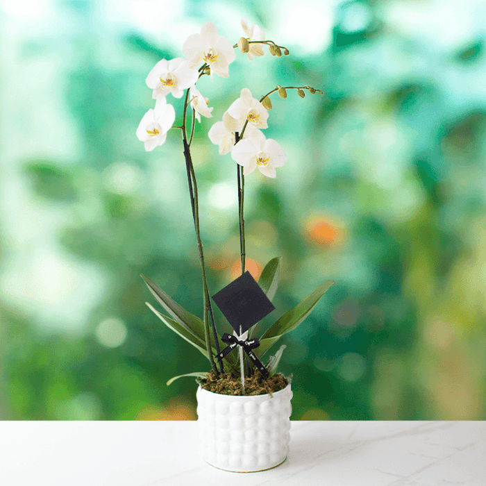 Dendrobium Blanco - Dos tallos-