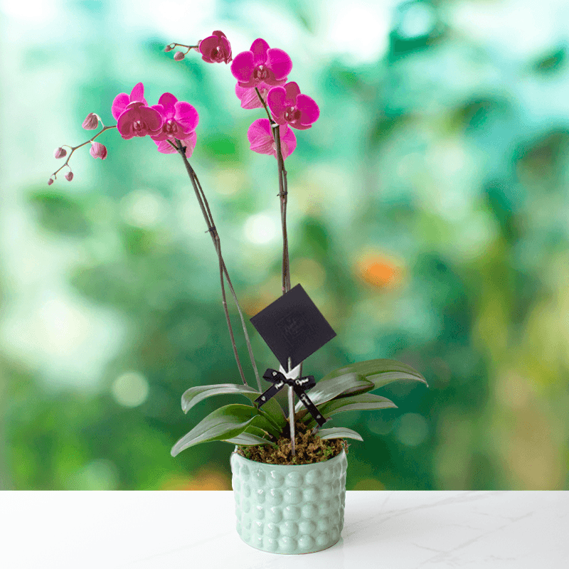 Dendrobium Magenta - Dos tallos-