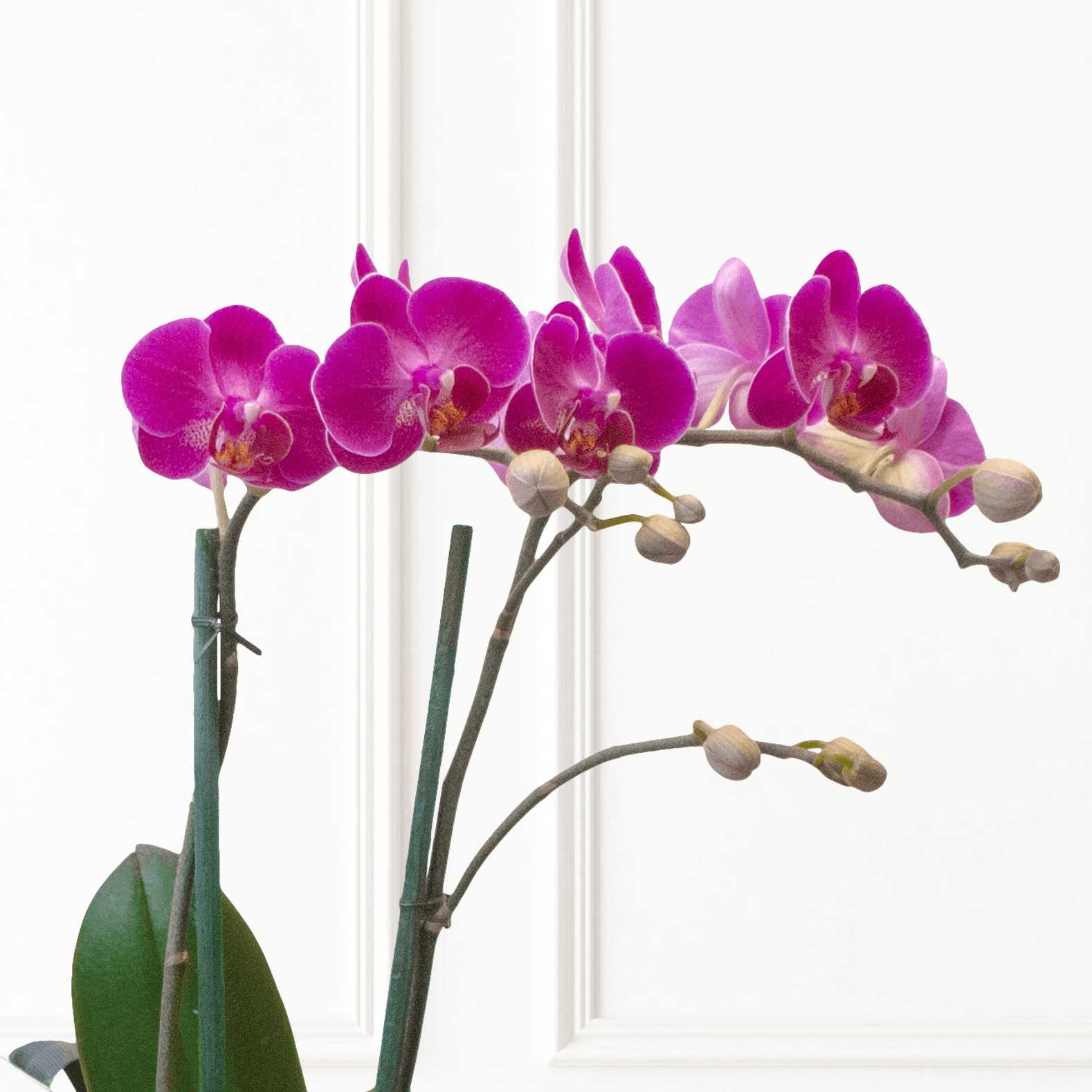 Orquídea Magenta - Dendrobium Mini - 2 tallos -