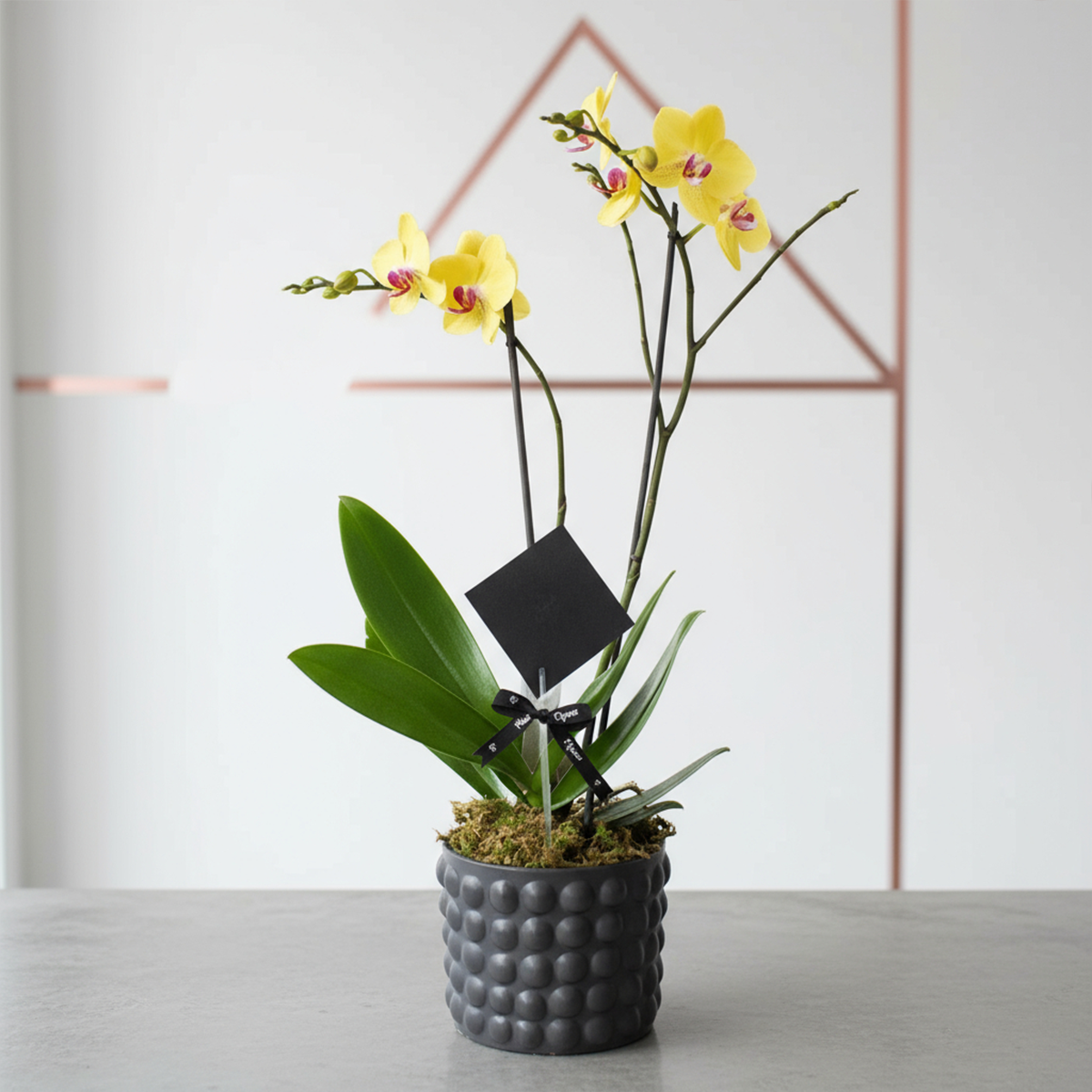 Orquídea Phalaenopsis Amarillo - 2 tallos-