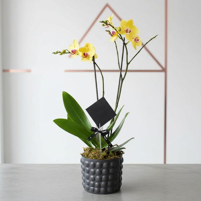 Orquídea Phalaenopsis Amarillo - 2 tallos-