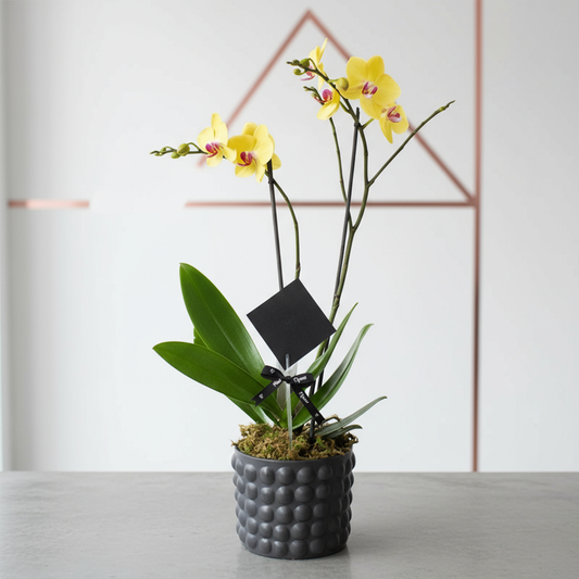 Orquídea Phalaenopsis Amarillo - 2 tallos-