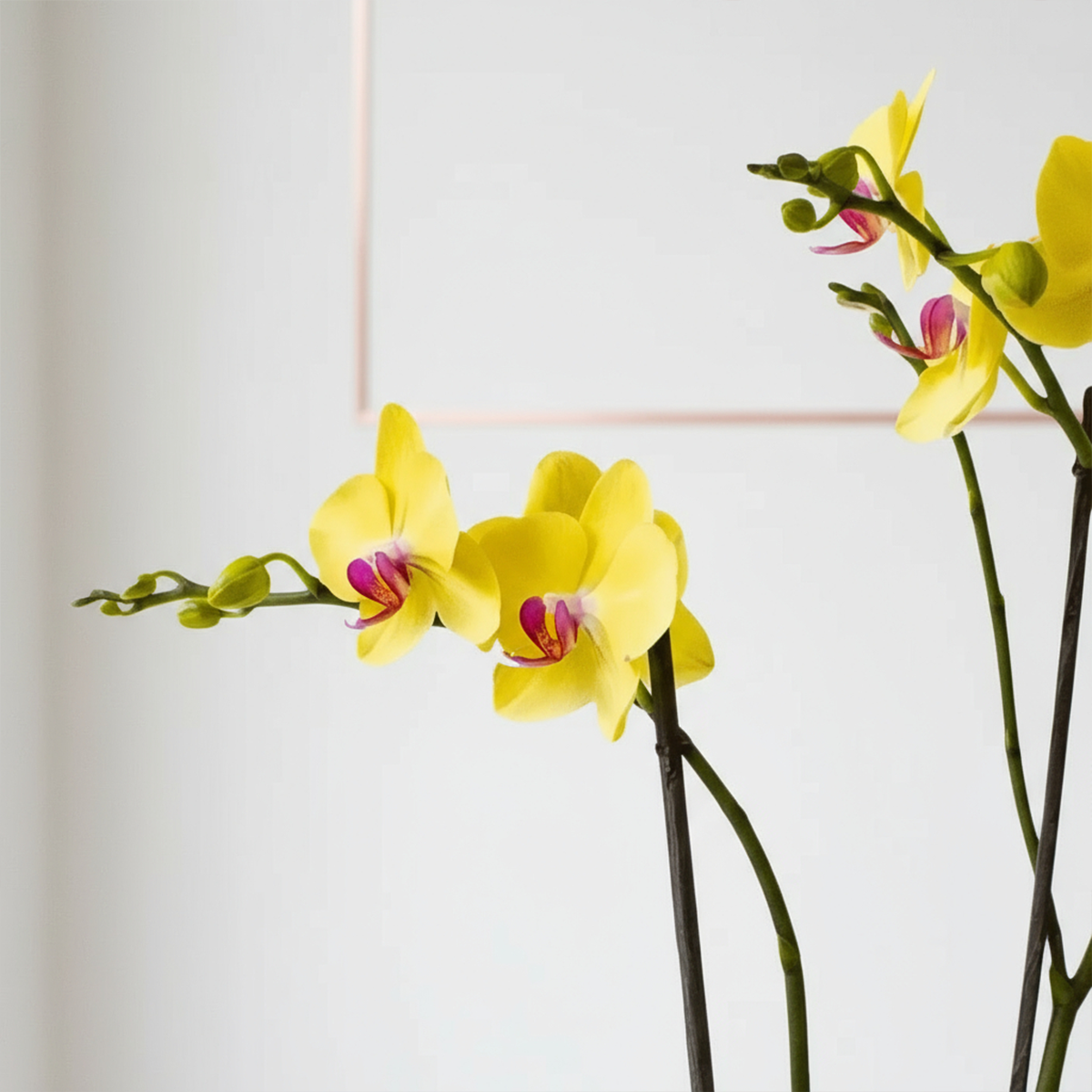 Orquídea Phalaenopsis Amarillo - 2 tallos- ZOOM