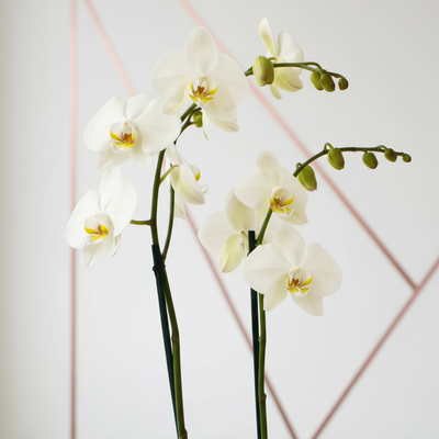 Orquídea Phalaenopsis Blanco - Dos tallos- Ponch y Caprico CDMX Floreria ZOOM