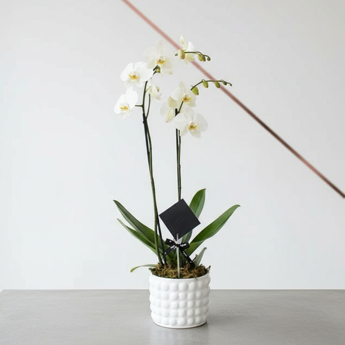 Orquídea Phalaenopsis Blanco - Dos tallos- Ponch y Caprico CDMX Floreria