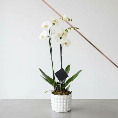 Orquídea Phalaenopsis Blanco - Dos tallos- Ponch y Caprico CDMX Floreria