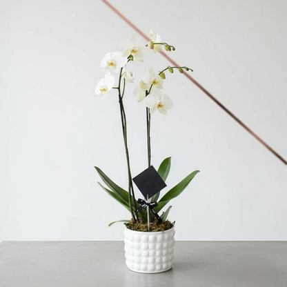 Orquídea Phalaenopsis Blanco - Dos tallos- Ponch y Caprico CDMX Floreria