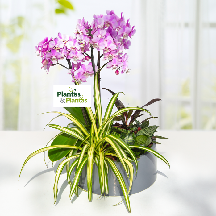 Arreglo de plantas con Orquídea Multiflora, Sansiviera, Ipomea y Clorophito - ARP006