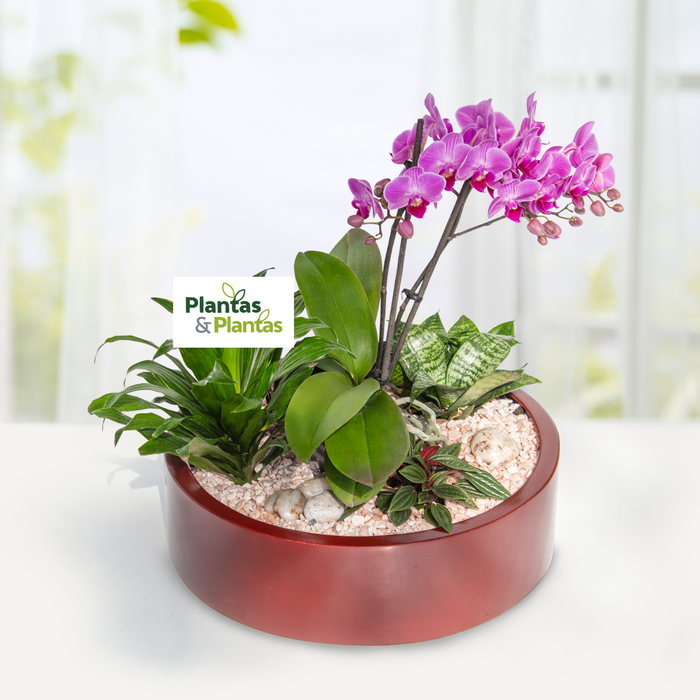 Arreglo de plantas con Orquídea, Sansiviera, Janet Compacta - ARP007