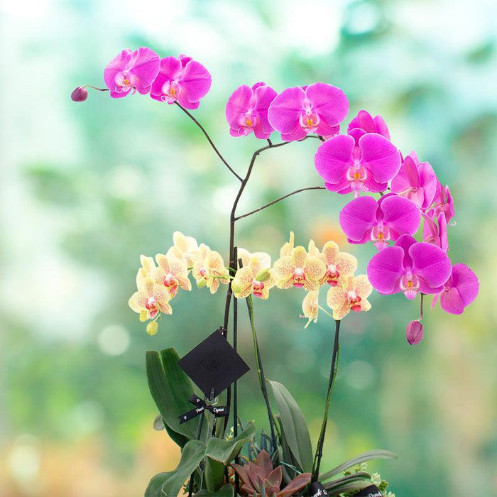 Orquídeas y jardín de suculentas -Grande-.