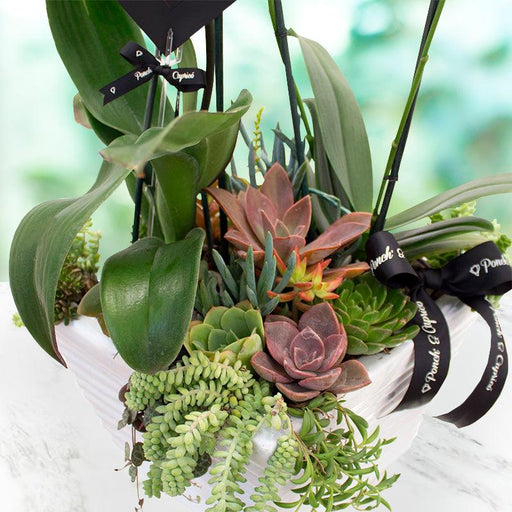 Orquídeas y jardín de suculentas -Grande-.