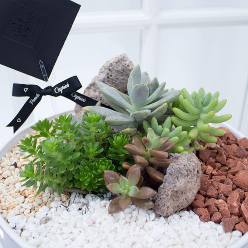 Mini jardín de suculentas (Panera).