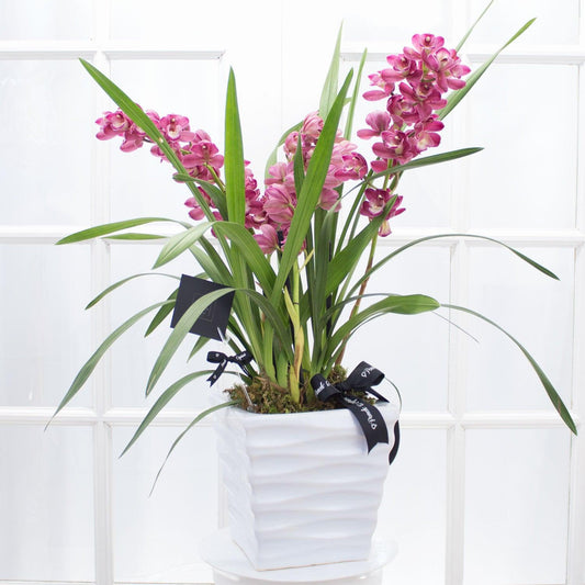 Cymbidium Orquídea -Magenta-.