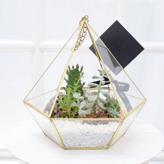 Mini jardin de Cactus y Suculentas -Pirámide Diamante-.