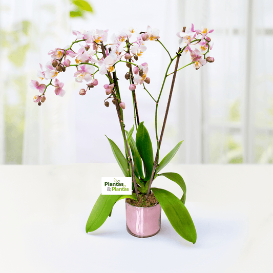 Orquídea Multiflora - Dendrobium Mini - 3 tallos -