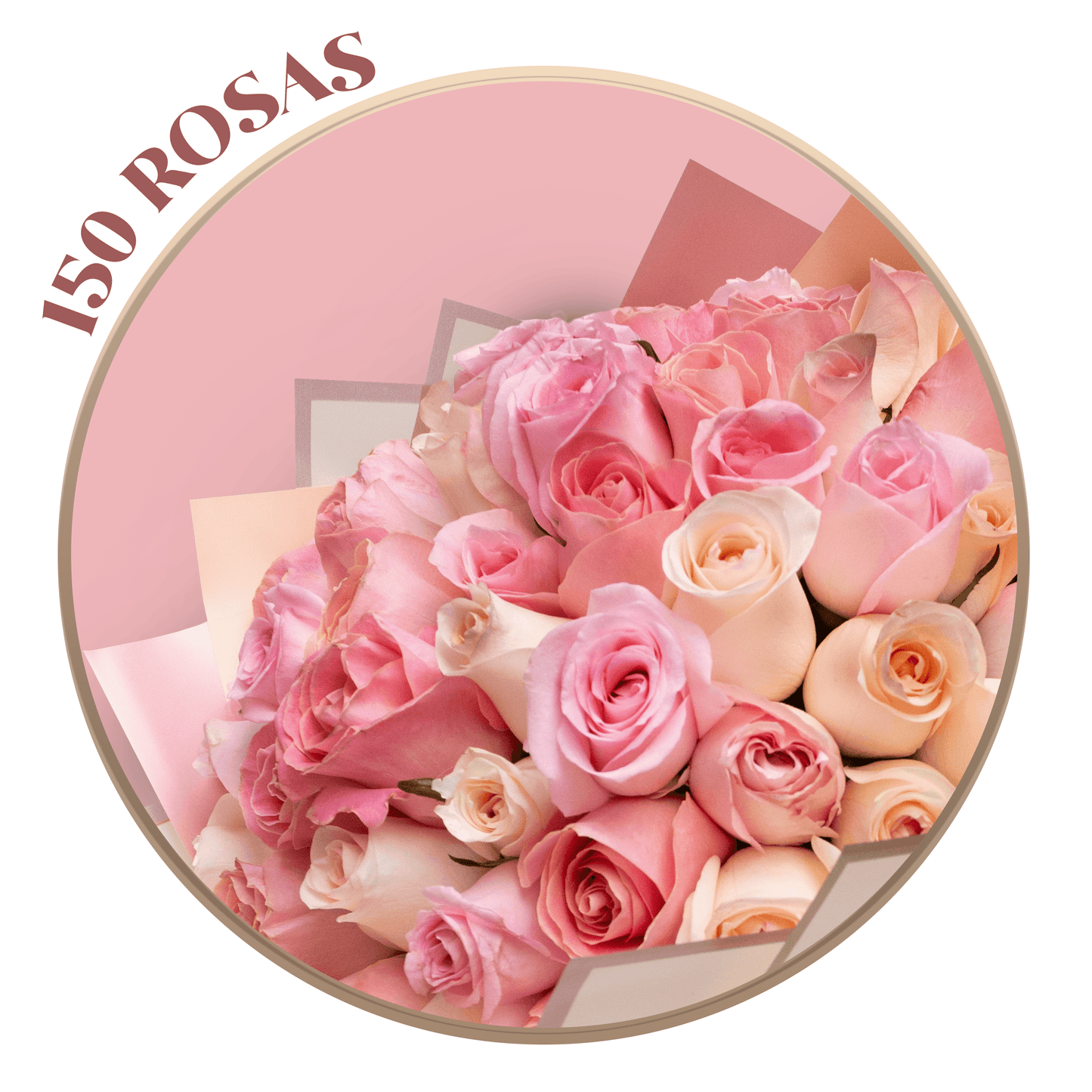 Ramo de Rosas Rosas (Hermosas, Caricia y Señorita), presentación de 50, 100 o 150 rosas